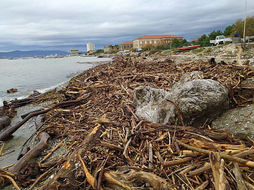 Le legna sulla spiaggia