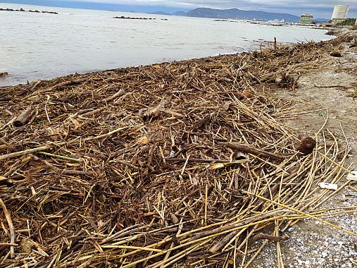 Le legna sulla spiaggia